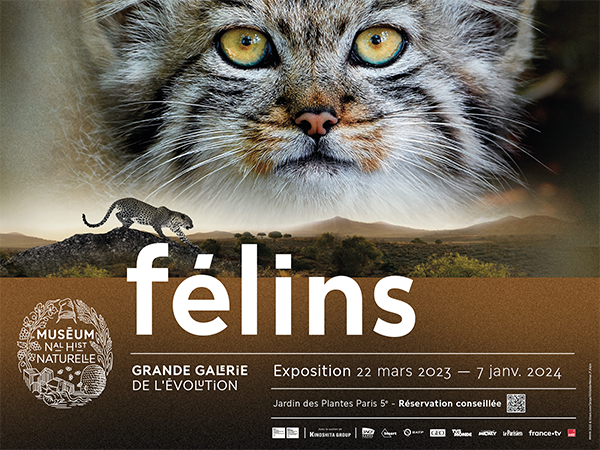 Félins