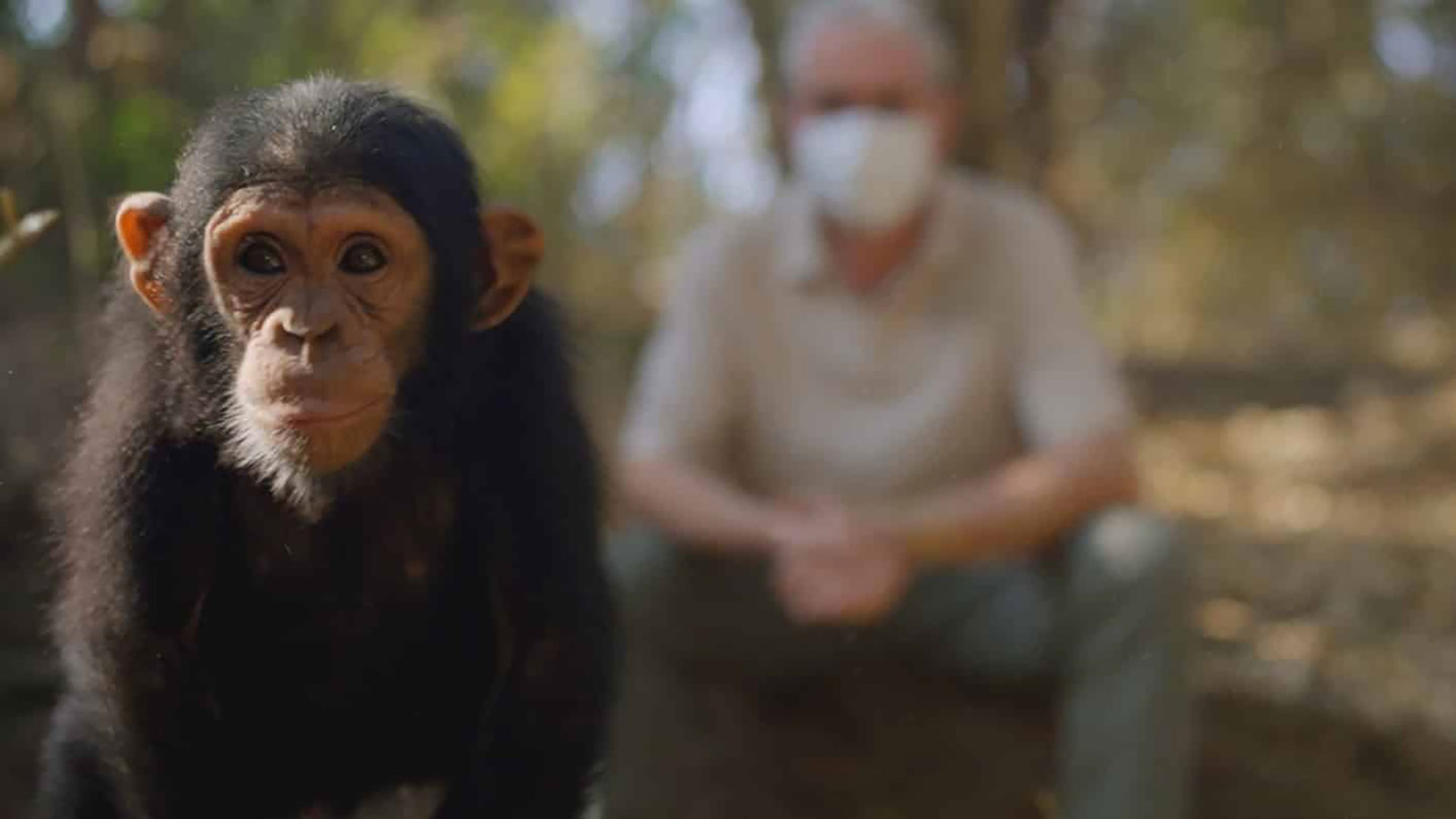 « L’Affaire des 40 singes » : trafic et corruption au Congo