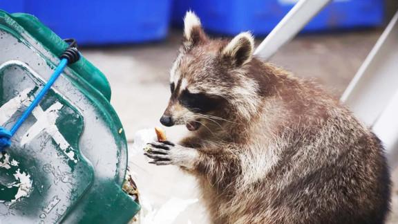 Pourquoi y a-t-il de plus en plus de ratons laveurs en France ?