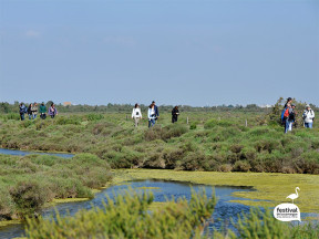 paysage de Camargue verdoyant