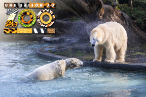 Photo de ours Aron et Quintana, les 2 nouveaux pensionnaires du zoo de la Flèche