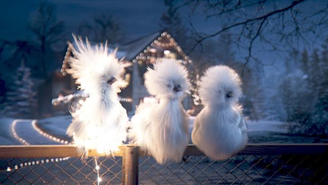 Les Poules mascotte antenne France 3