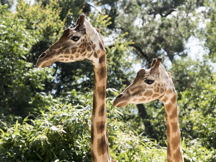 « Une saison au zoo ».