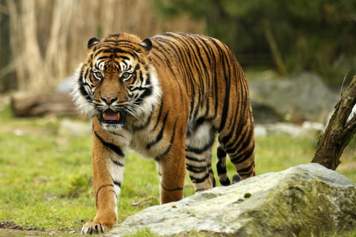 Une saison au zoo
