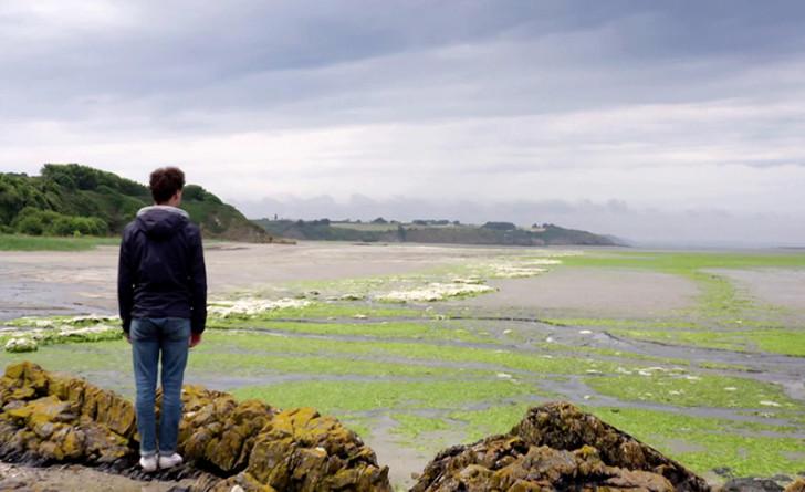 Photo d'une plage bretonne recouverte d'algues vertes
