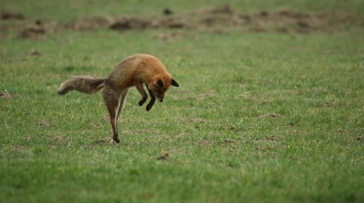Un renard sur le point d'attraper sa proie