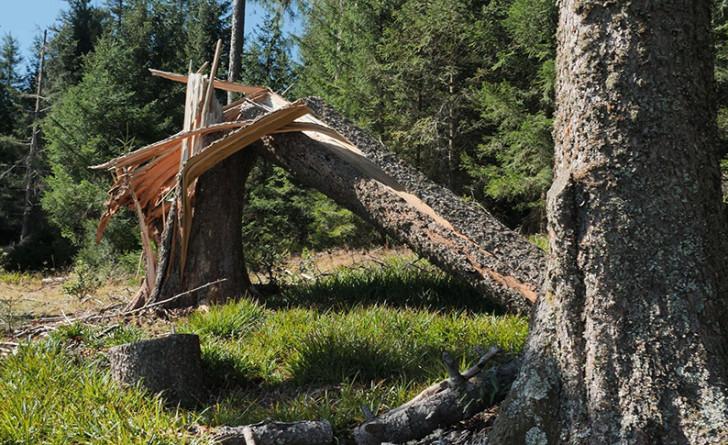 sur le front des forêts françaises