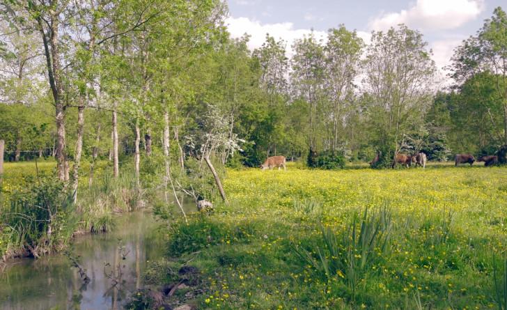 une rivière séparant deux prés. Sur l'un d'eux paissent des vaches
