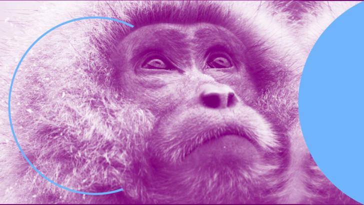 Tête de macaque japonais