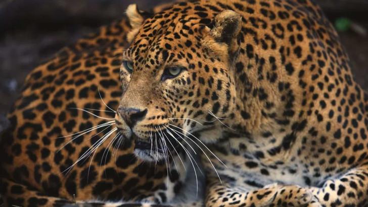 Guyane, vivre avec le jaguar