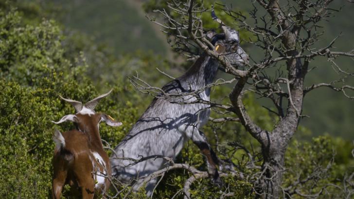 Photo de chèvres broutant