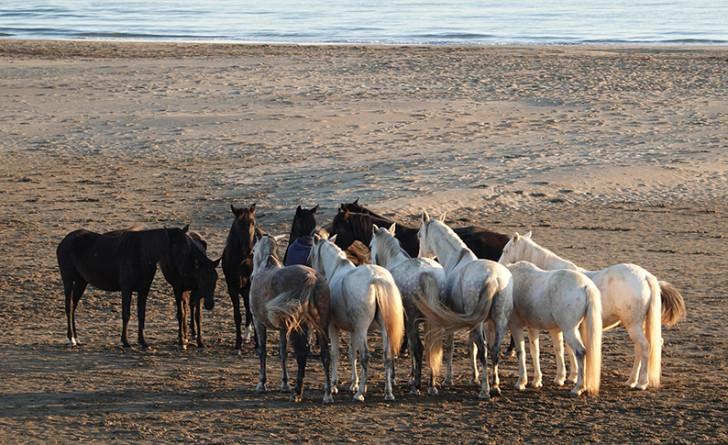 chevaux