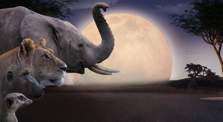 Visuel Kalahari, l'autre loi de la jungle