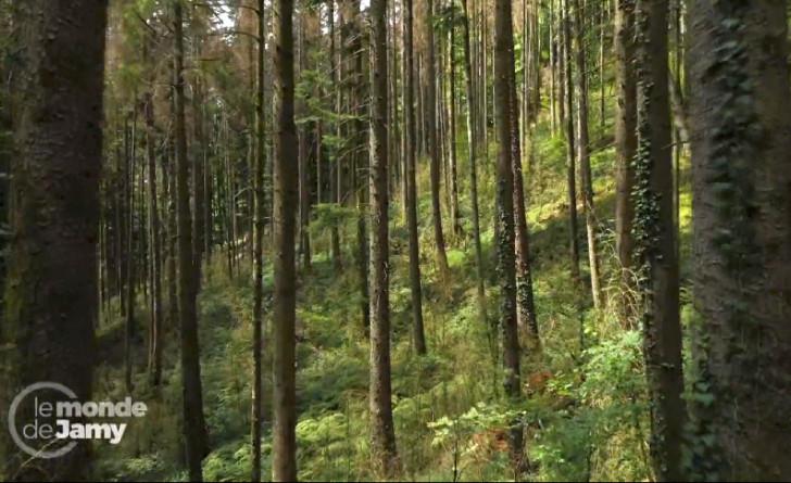 Sécheresse et incendies : les super-pouvoirs de nos forêts !
