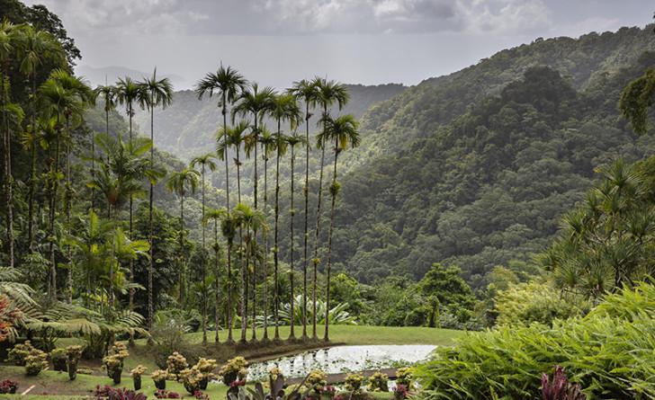 Jardin De Balata