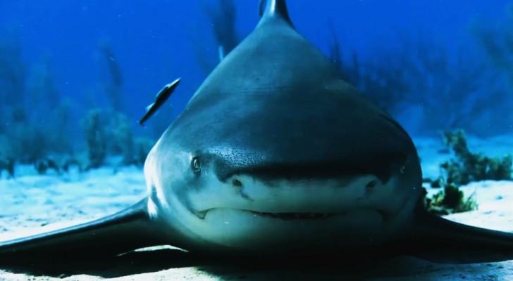 Visuel L'odyssée des requins