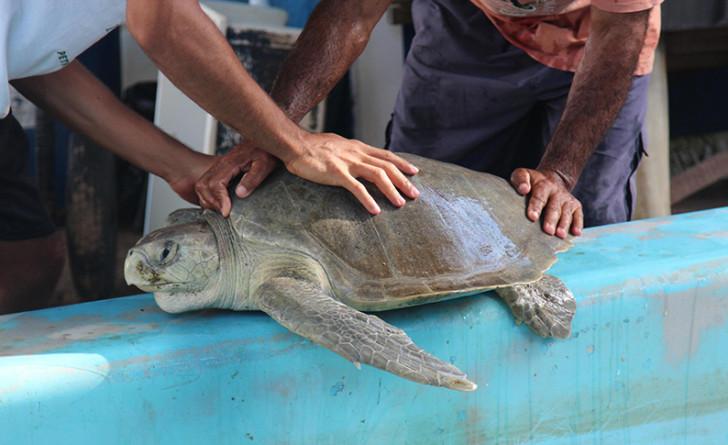 Lumni Nature : « Sauvés de l'extinction : la tortue qui venait d'ailleurs »