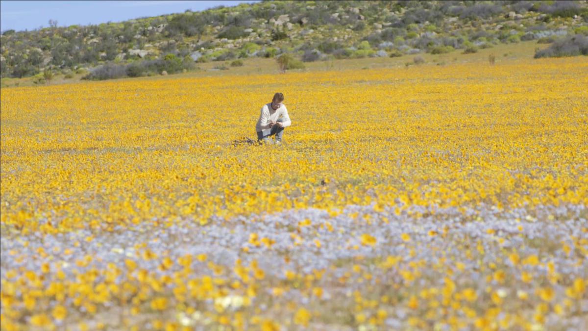 Percer l’origine et le langage des fleurs