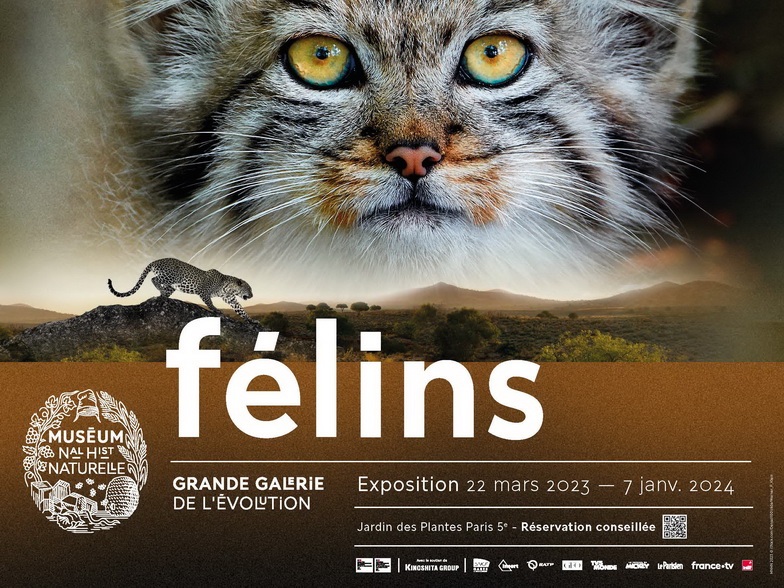 Exposition « Félins » à la Grande Galerie de l’Évolution