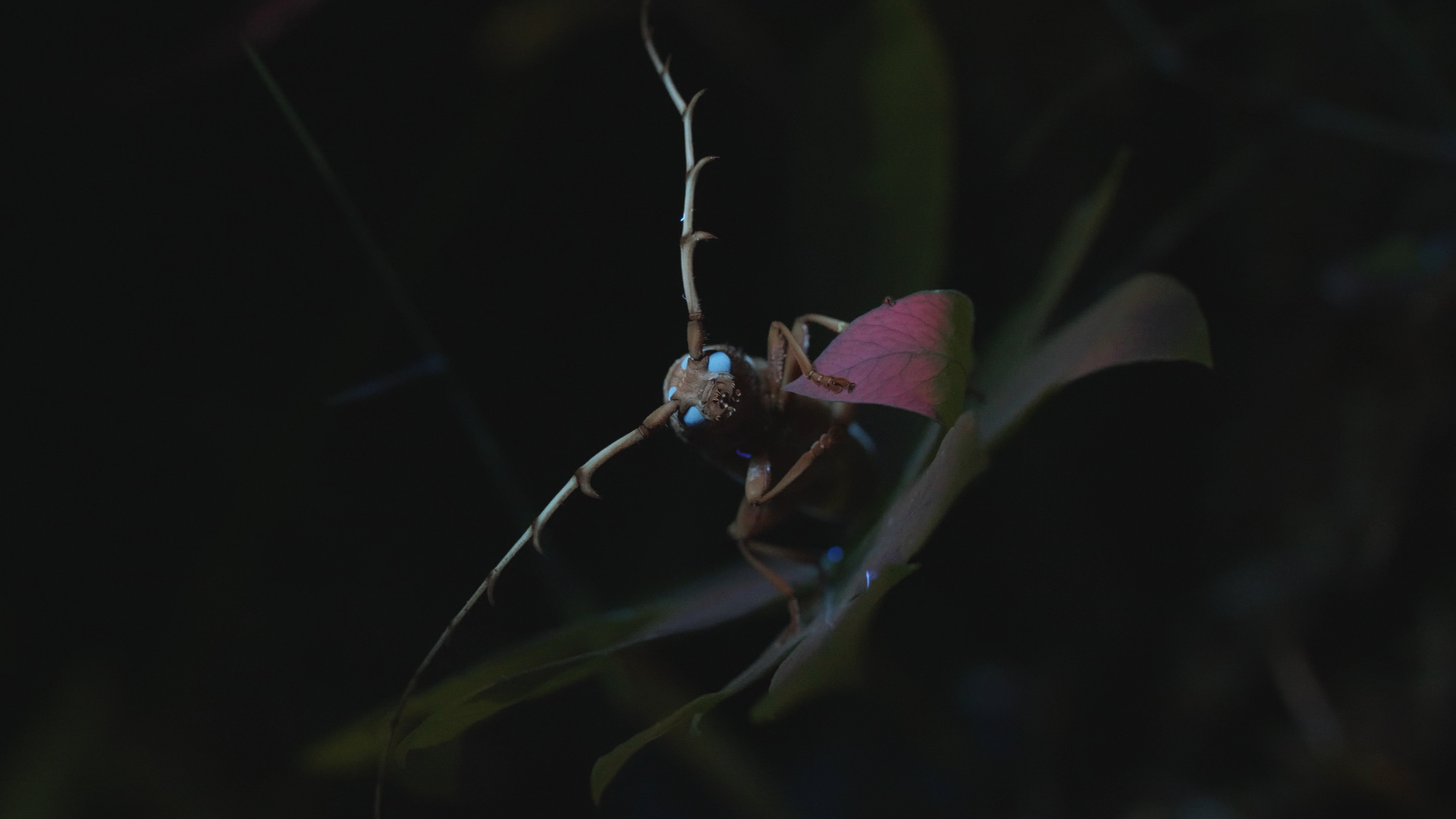 « Mystérieux insectes, sur la piste des origines », enquête au cœur des plus récentes explorations scientifiques