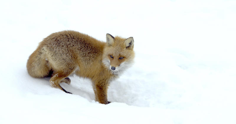 Quand le peuple animal fait de la résistance