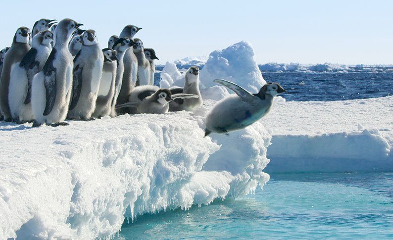 Les tactiques des animaux de l’Antarctique et des hauts sommets