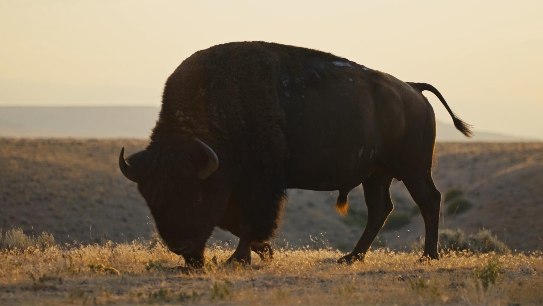 Au pays du bison roi