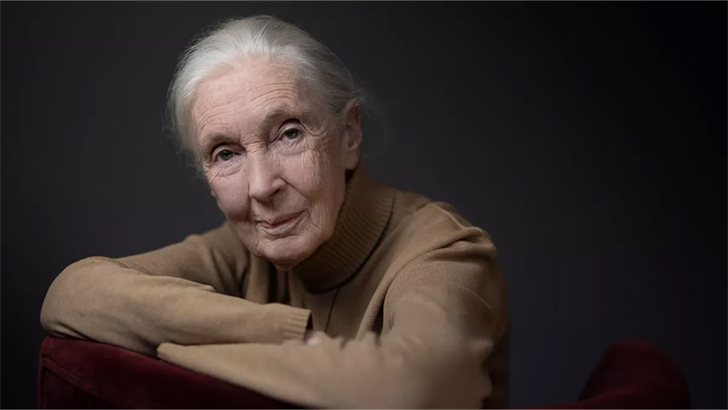 France Télévisions rend hommage à Jane Goodall