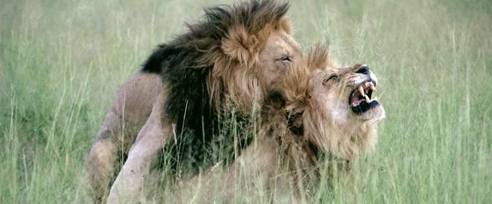 Animaux, le sexe en toute liberté