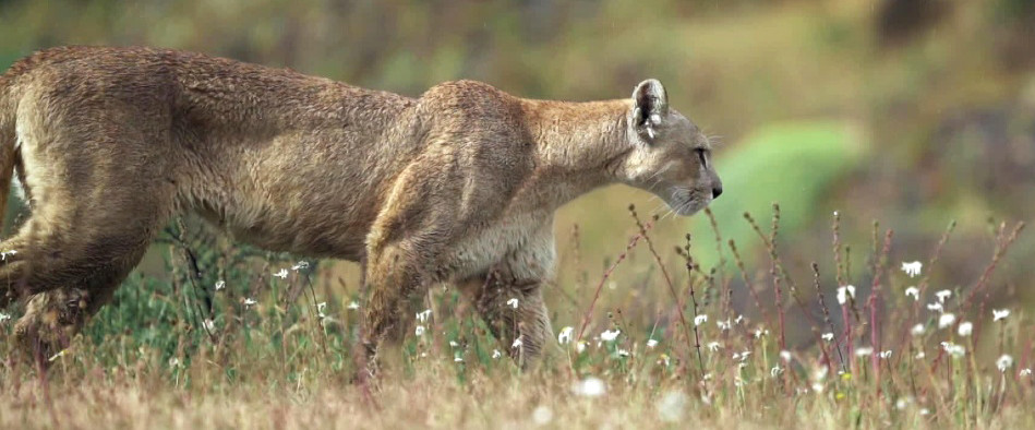 Un puma de Patagonie