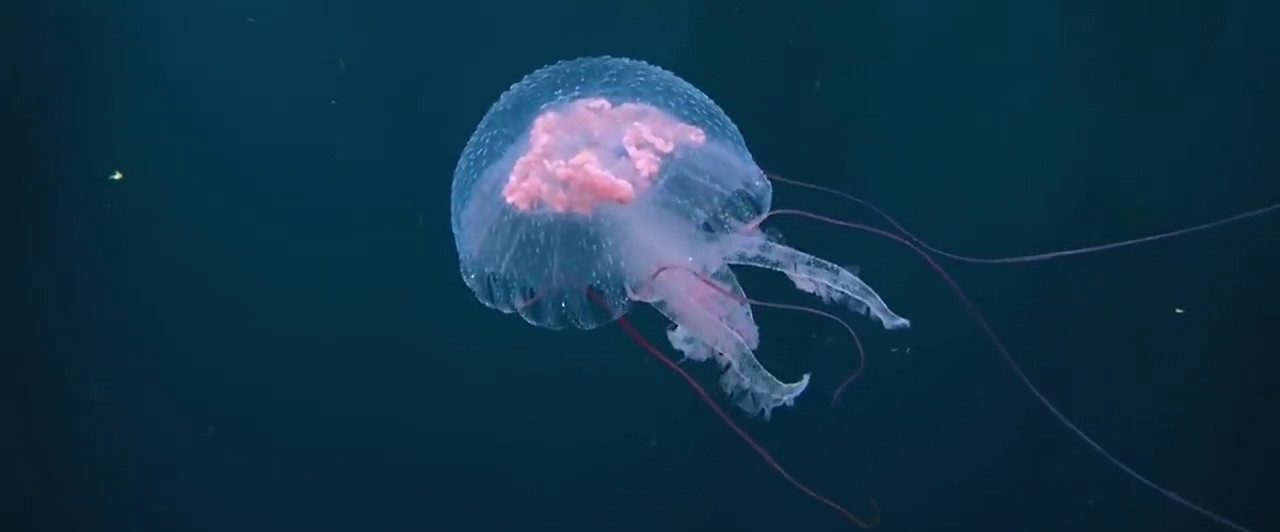 Méduses, les souveraines des océans