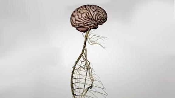 « Le fonctionnement du système nerveux »