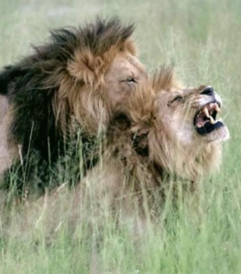 Animaux, le sexe en toute liberté