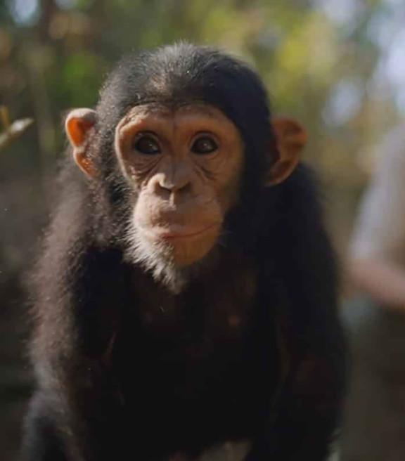 « L’Affaire des 40 singes » : trafic et corruption au Congo