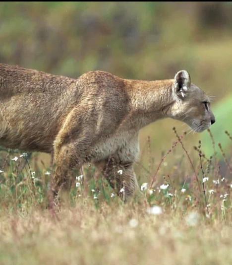 Un puma de Patagonie
