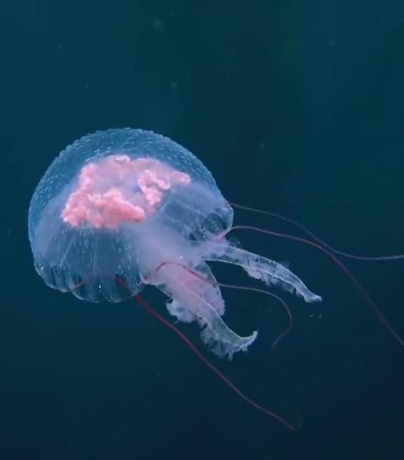 Méduses, les souveraines des océans