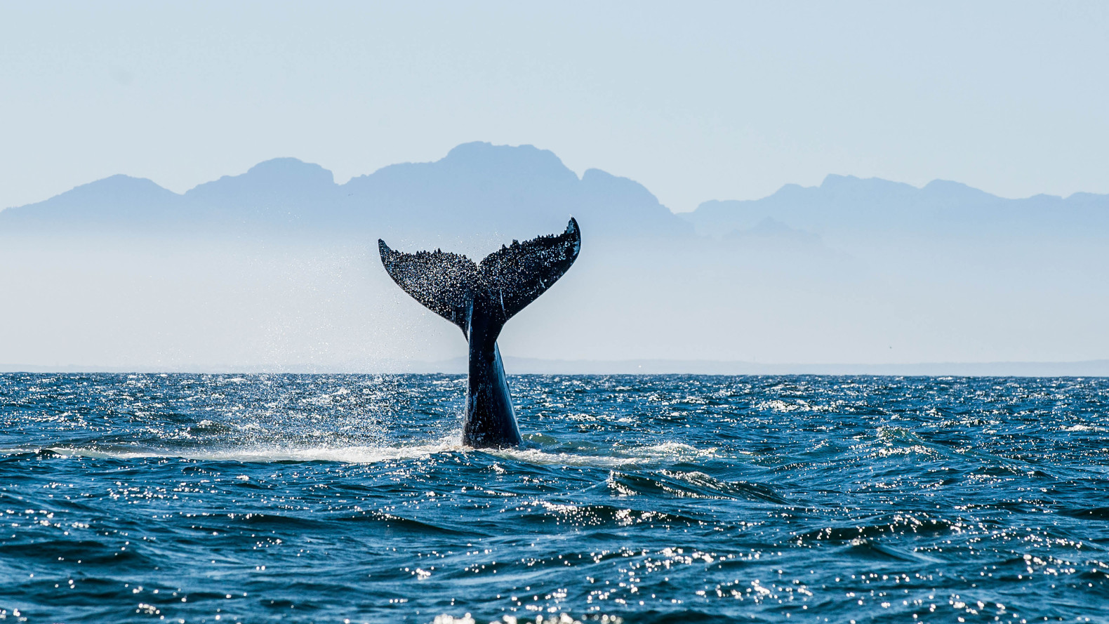 Programmes sur l'environnement