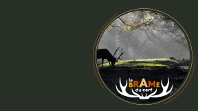 Brame du cerf