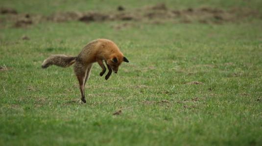 Un renard sur le point d'attraper sa proie