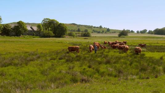 Photo de vaches dans un champ ardéchois