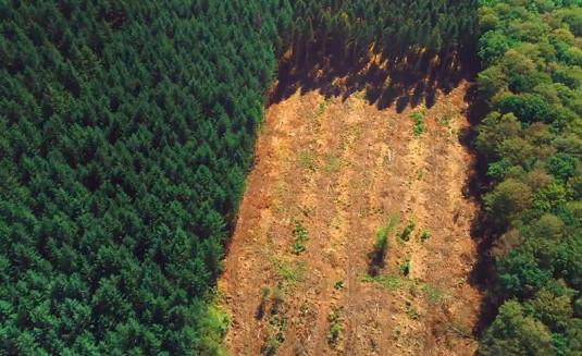 Réseau d'enquêtes : « Forêts françaises - Silence, on coupe ! »
