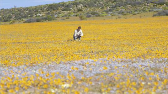 Un botaniste au milieu d'un champ de fleurs dans le désert aride de Namaqualand en Afrique du Sud 