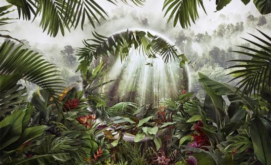 Photo d'une forêt tropicale