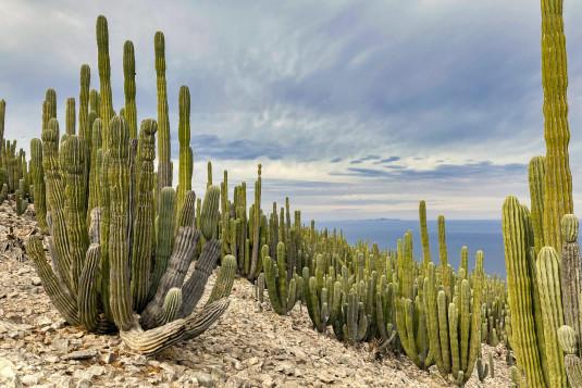 Photosde centaines de cactus