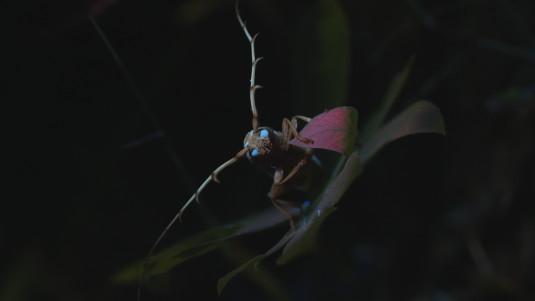 Photo d'un insecte prise de nuit 