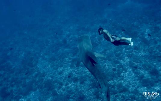 Diego Buñuel nageant à côté d'un requin-tigre