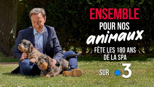 On offre des lots SPA pour soutenir l'association !