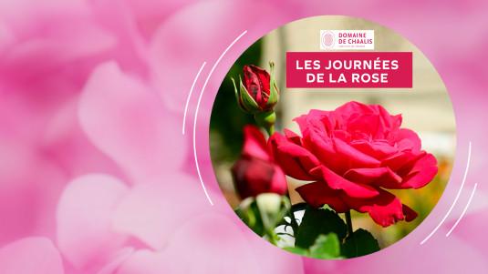 Les journées de la rose