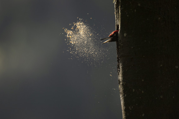 Le chant des forêts