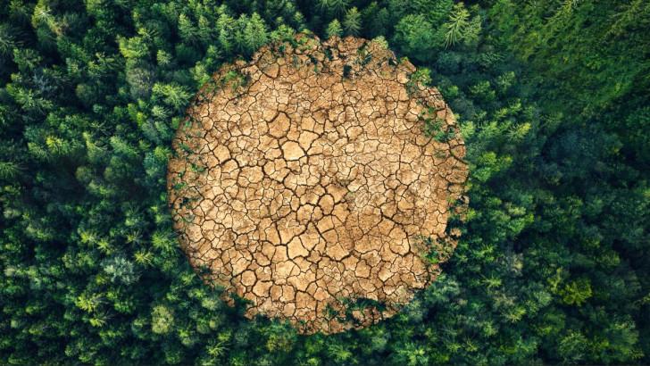 « Aux arbres citoyens ! »
